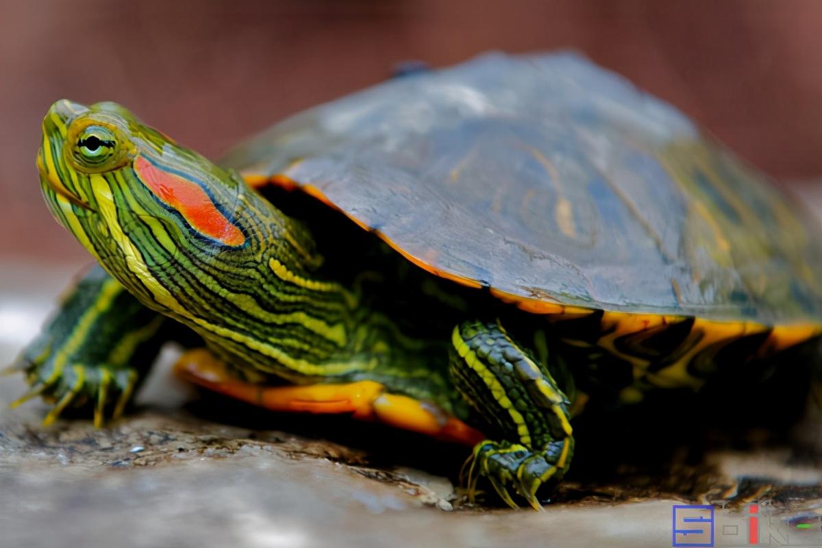 十大智商最高的龟（最有灵性的龟排名）