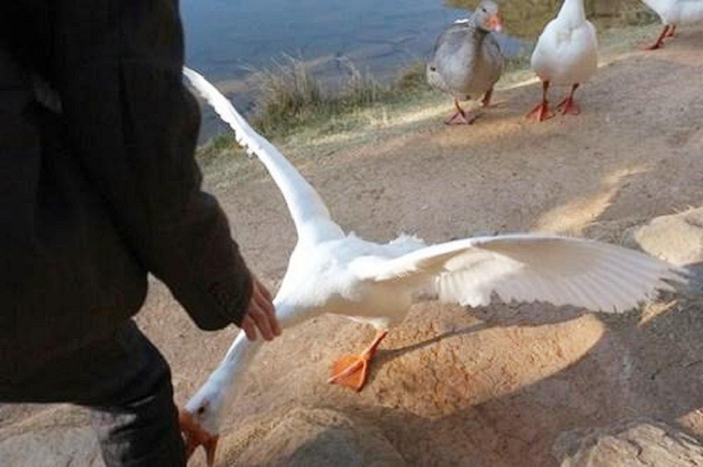 蛇怕鹅粪是真的吗（鹅粪对蛇的伤害有多大）