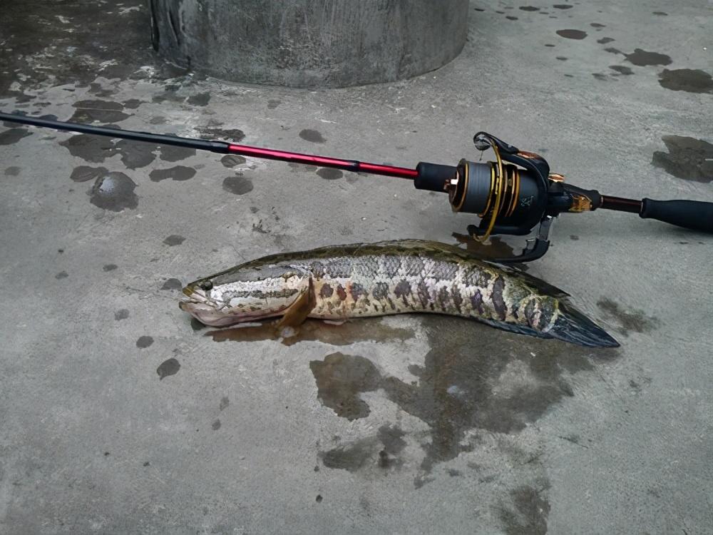 路亚可以钓什么鱼（路亚竿钓什么鱼合适钓）