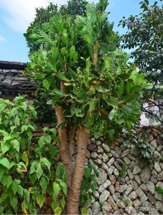 仙人掌什么时候结果（仙人掌什么时候开花结果过程记录）