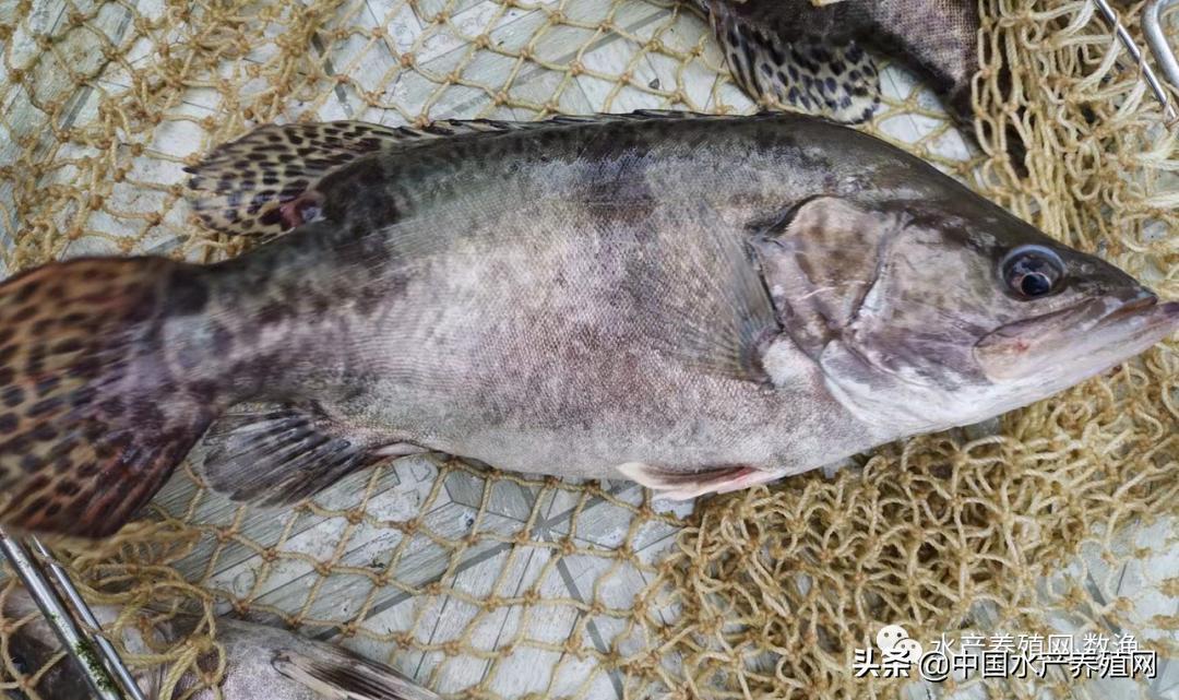 新手养什么比较挣钱（现在养殖什么容易挣钱）