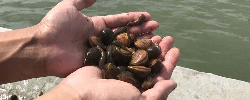 养蚂蟥一亩地需投资多少钱（养殖蚂蝗需要多少本钱）