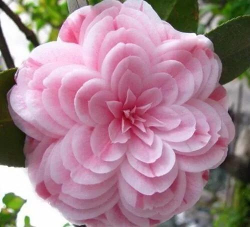 十种最名贵茶花排列（前十种最名贵茶花）